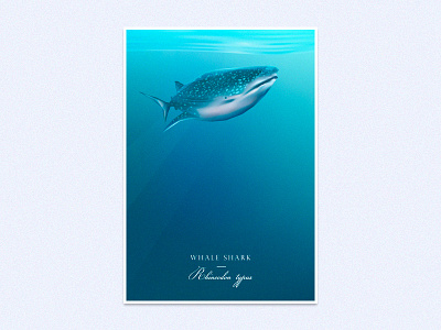 Whale Shark