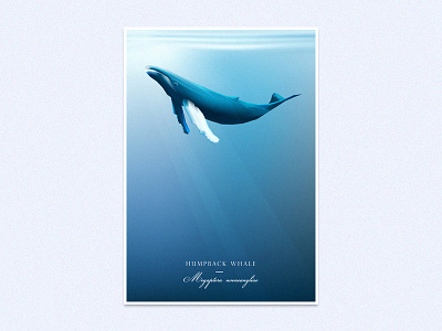 Humpback whale animal blue conservation deep humpback whale illustration marine life ocean sea underwater vector wildlife