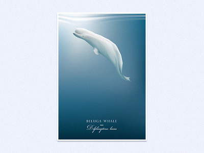 Beluga whale animal beluga whale blue illustration ocean sea underwater vector wildlife