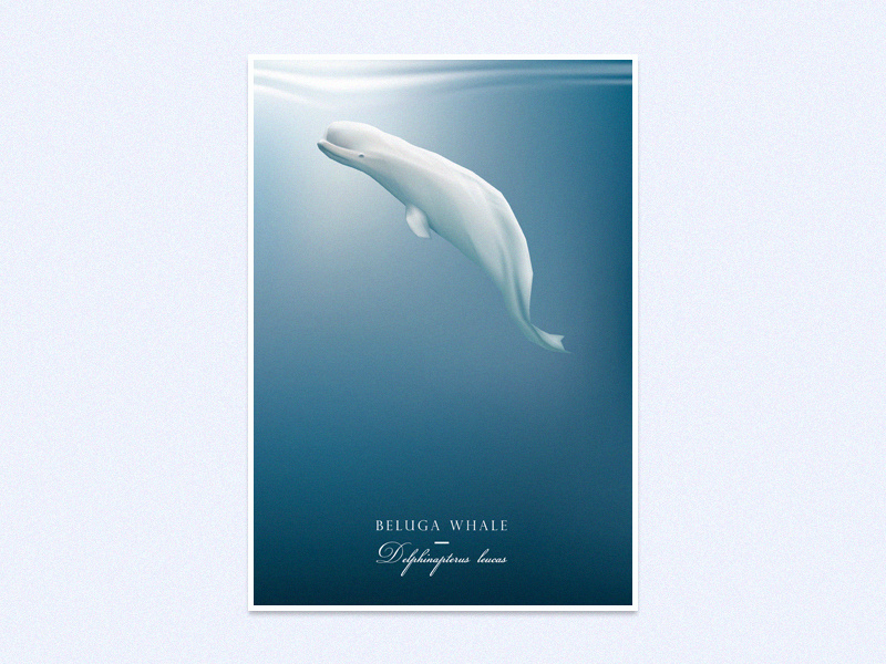 Beluga whale beluga whale wildlife blue underwater illustration vector animal sea ocean