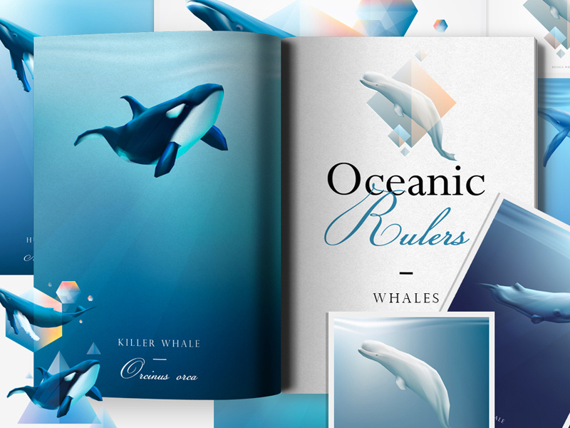 Oceanic Rulers: Whales collection marine mammals minke whale blue whale humpback whale sperm whale beluga whale orca whale blue ocean illustrations vectors whales