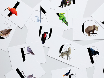 Animal Typography animal typography font geometric illustrations insignias letters set symbols type vectors wildlife