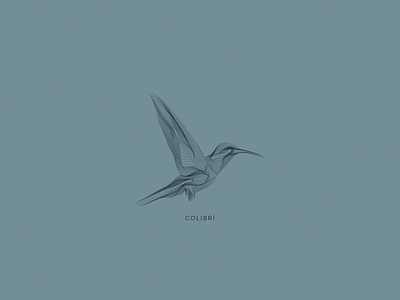 Colibri bird illustration vector