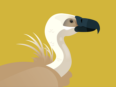 Endangered Species - Griffon Vulture animals birds illustration popular science science science illustration vector