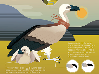 Griffon Vulture Infographic animals biology birds illustration infographic popular science science science illustration typography vector wild animals wildlife