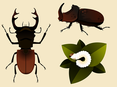 Stag Beetle animals beetle biology entomology illustration popular science science science illustration vector