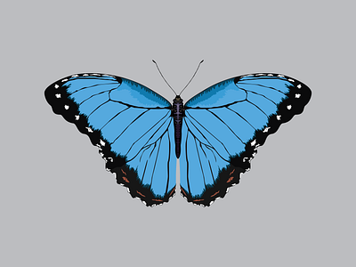 Blue morph butterfly design illustration vector