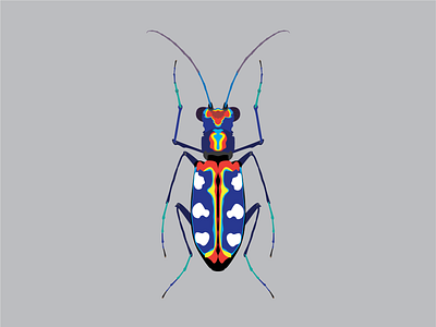 Blue spotted tiger beetle