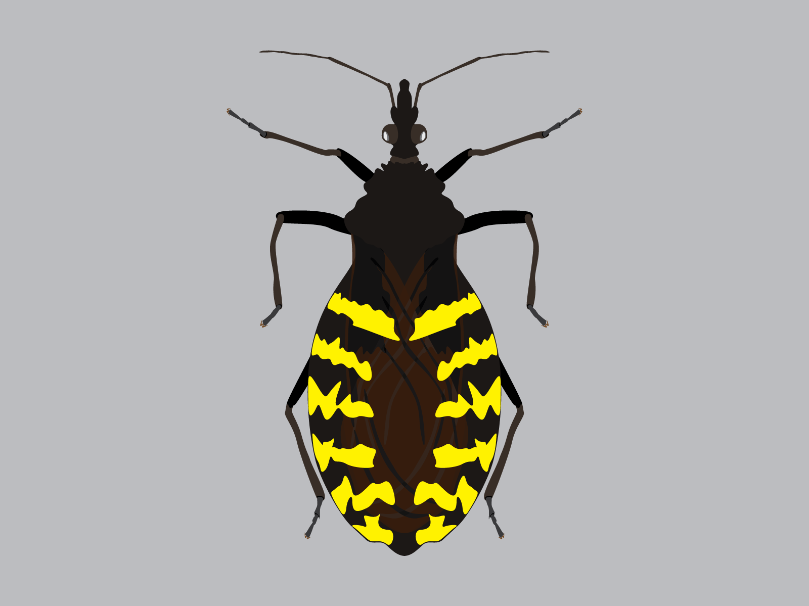 assassin-bug-by-simon-tyler-on-dribbble