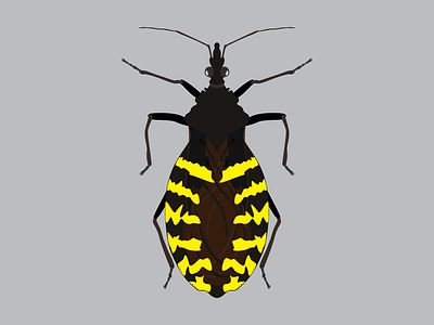 Assassin bug design flat illustration vector