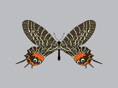 Bhutan glory butterfly design flat illustration vector