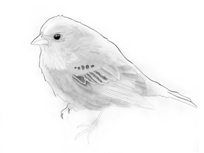 Birdy Sketch bird drawing grey monotone photoshop sketch wacom