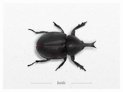 B - beetle alphabet black clean insect