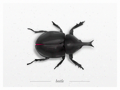 B - beetle