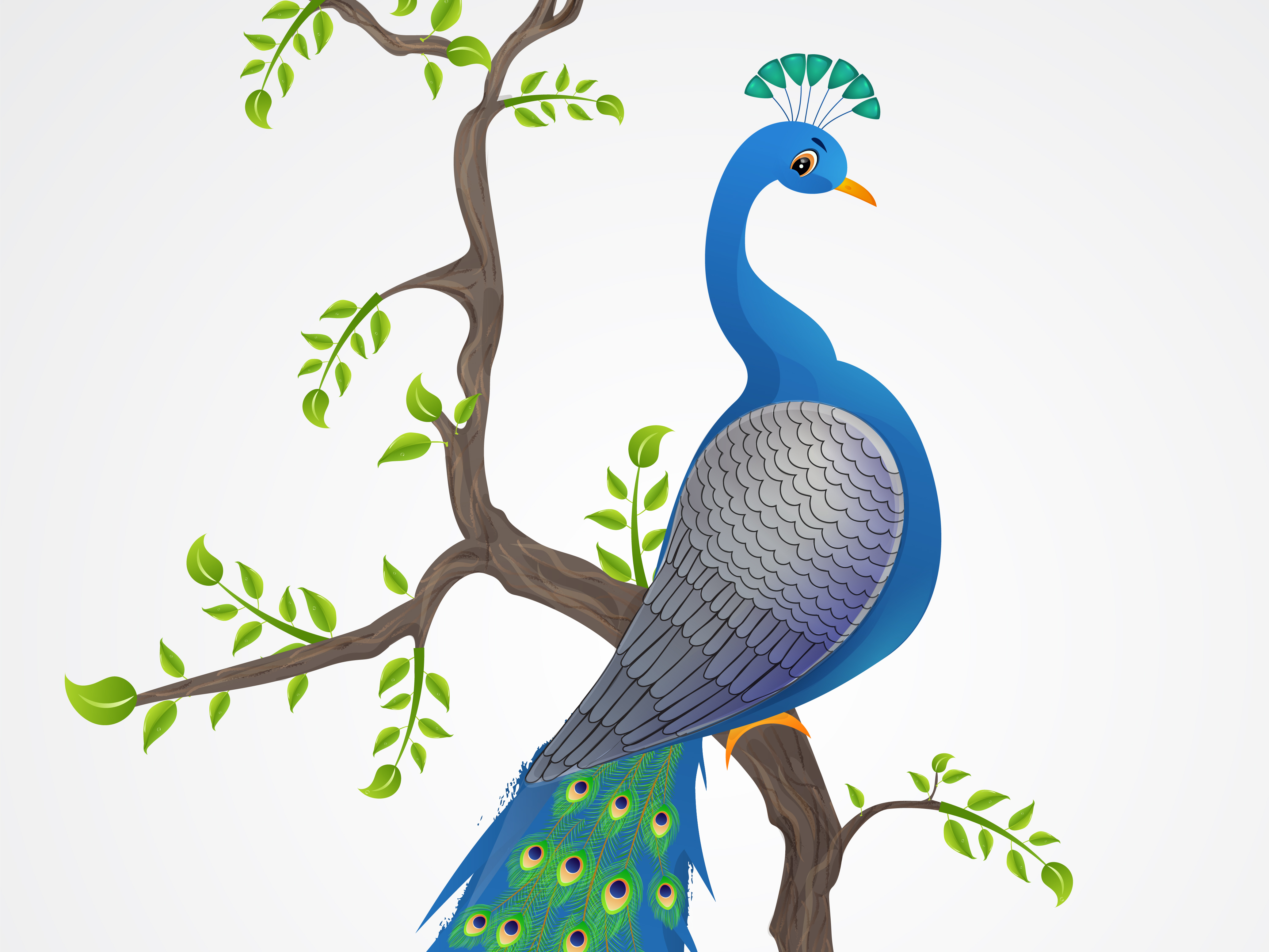 Peacock vector illustration