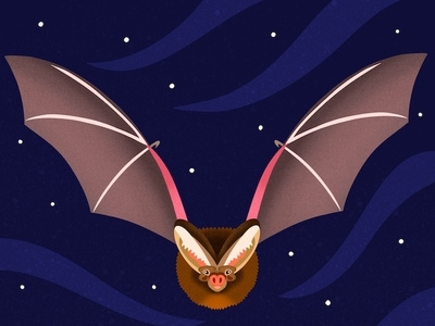 Barbastelle Bat graphic art illustrator nicole wilson wildlife animals illustrated nature illustration animals nocturnal bats bat