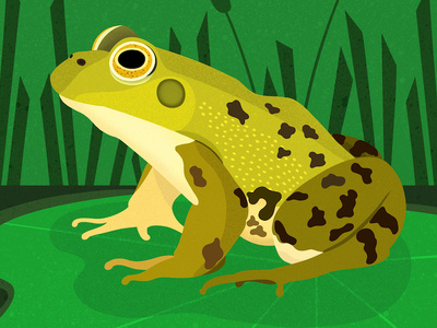 Bullfrog amphibian animals illustrated bullfrog childrens books colorful design digital art editorial editorial illustration female artist frog graphic design illustration illustrator nature nicole wilson vector wildlife