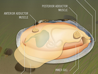 Fairmount Water Works - Mighty Mussel anatomy illustration interactive mussel