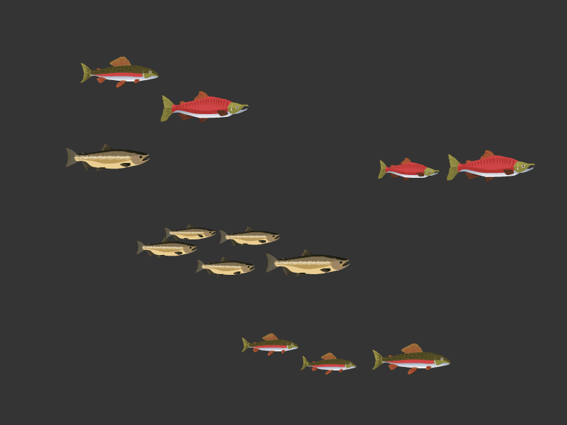 Salmon Animations animation fish game illustration interactive online salmon