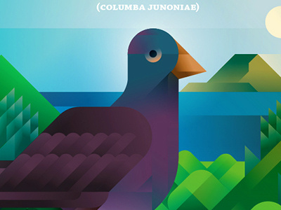 Paloma Rabiche - La Gomera bird canary islands la gomera nature