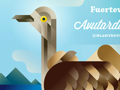 Avutarda Hubara - Fuerteventura bird canary islands fuerteventura nature