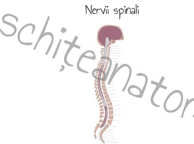 Spinal nerves illustration medicine
