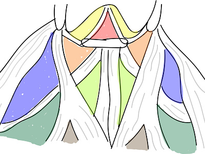 Cervical Triangles ent illustration