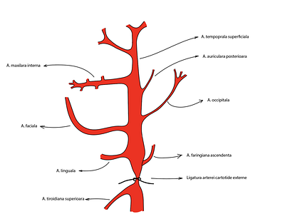 Carotid artery ent illustration medicine