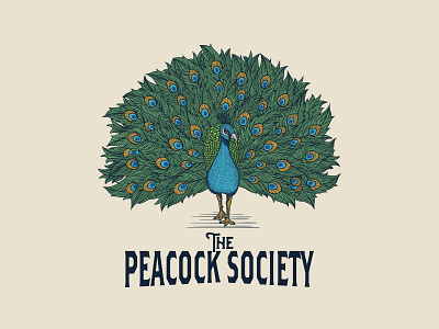 Peacock Logo animal animal character animals art artwork bird brand classic design design graphic forest handdrawn illustration logo peacock poster ui vector vintage