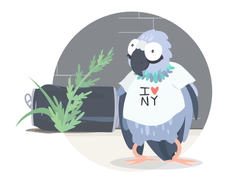 New York Pigeon