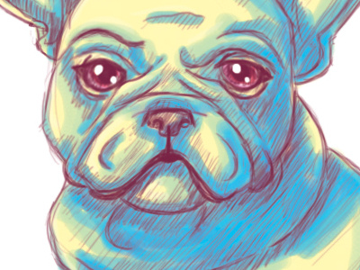 Bulldog daily sketch digital practice sketch