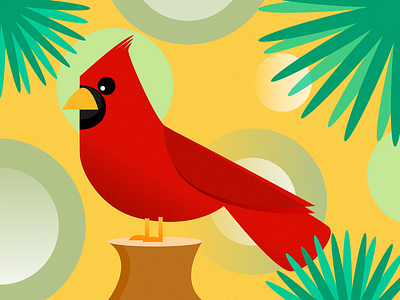Cardinal bird cardinal illustration