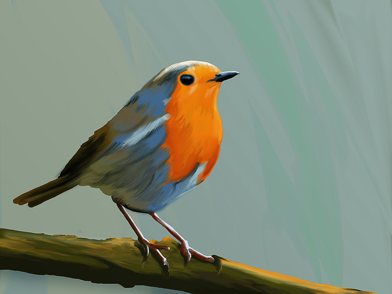 Robin 🐦 by Vivi Garleone on Dribbble