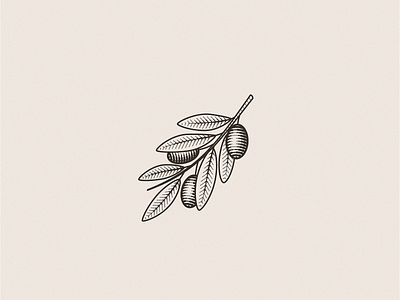 Olive Branch branch design engraving flat icon identity illustration nature olive organic vector