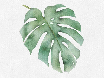 Monstera digital art exotic leaf free course monstera numeric painting procreate procreate brushes tropical leaf tutorial watercolor watercolour