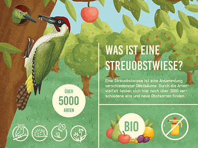 Infografic for ecological topic biodiversity ecology environmental protection fruit tree illustration infografic woodpecker