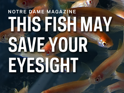 This Fish May Save Your Eyesight feature block notre dame