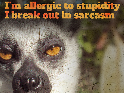 allergic funny funny animal photomanipulation photoshop unsplash