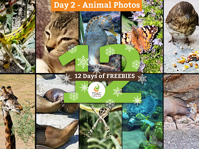 Day 2 Freebie animals design free free download photography photomanipulation photoshop