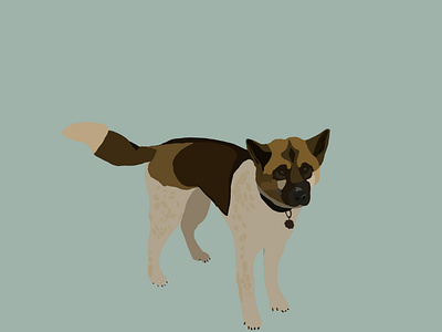 Akita Illustration