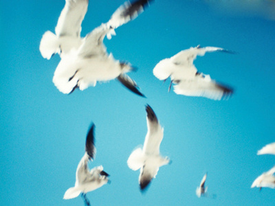 birds beach birds black blue diana film photography seagull white