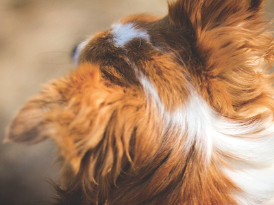 dog dribble 50mm 60d blonde canon digital dog f1.4 focus fur pet photo photography pup