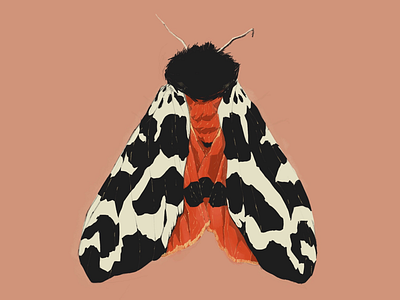 Dragonfly art freelance illustration moth