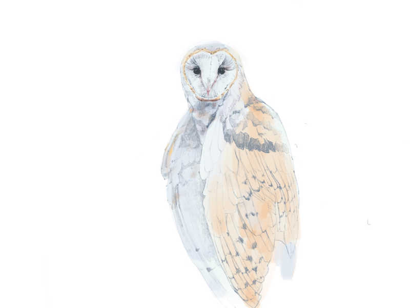 Ma owl freelance birds animals owl illustration art
