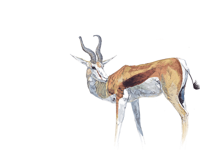 Asian gazelle art freelance gazelle illustration