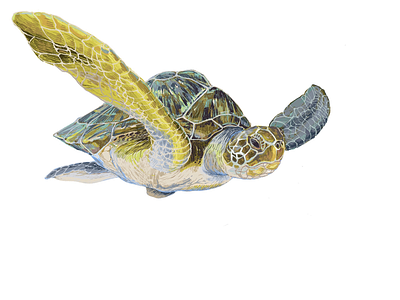 Flying turtle art freelance illustration turtle
