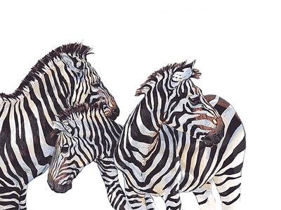 Zebras art book freelance illustration zebra