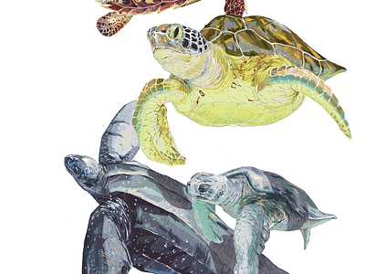 Turtles art fish freelance illustration ocean turtle