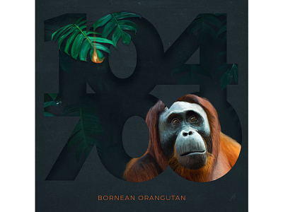 Freya Betts x Bornean Orangutan