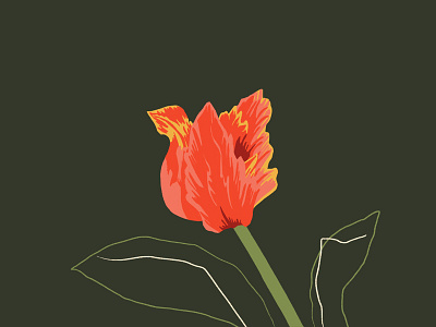 Hannah Warren 'Flora Parrot Tulip' colour design digital floral flower graphic design hannah warren illustration illustrator jelly london